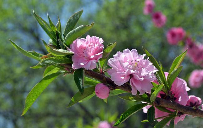 神仙道一枝花_神仙道主线剧情